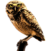 le hibou la chouette