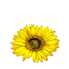 СЛАВА УКРАЇНІ! GLORY TO UKRAINE!
