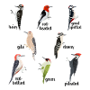 Arten von Specht Vogelbeobachtung Geschenk