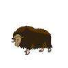 Musk Ox Anatomy Gift