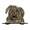 Chien de berger mioritique roumain pour Peeking Dog Lov