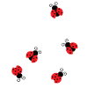 Marienkäfer