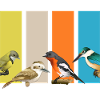 birds bird-friendly bird motif