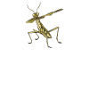 Mantis