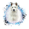 white shepherd,white,dog,painting,shepherd dog