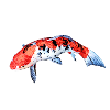 Carp