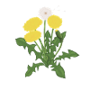 Yellow Dandelion Botanical Illustration