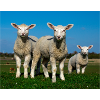 lambs in the pasture