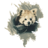 Red panda