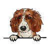 Welsh Springer Spaniel Dog för Peeking Dog Lovers