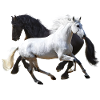 Horses