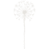 Dandelion - Dandelion - Nature