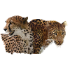 Léopard et guépard