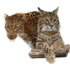 Leopard and lynx