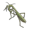 Mantis