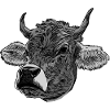 Cow motif