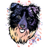 Border Collie Farbklecks