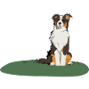 Australian Shepherd