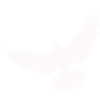 White dove rises