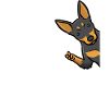 Kelpie Hund Australian Kelpie