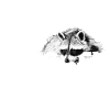 Raccoon Kassel