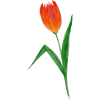 Tulpe