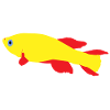 Killifish Red and Yellow
