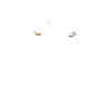 Labrador