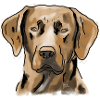 Labrador