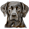 Labrador