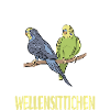 Budgerigar