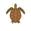 Turtle Whisperer Whisperer Animal Turtle