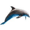 Dolphin Jumping, Fish, Natural