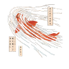 Koi fish on the seabed