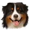 Bernese mountain dog