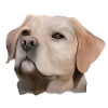 Labrador