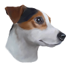 Jack russell terrier