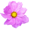 Flower, floral,flowers,flower