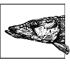 The pike