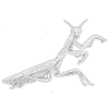 Mantis