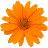 Ringelblume Heilung