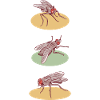 Fly pattern houseflies
