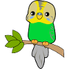 Budgerigar Parrot