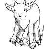 Cute goat