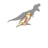 Screaming Parrot Funny Cockatiel - Cockatiel