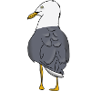 Gull