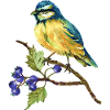 Bunter Vogel