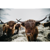 Scottish Highland Cattle