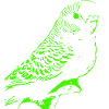 Budgerigar