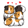 Guinea pigs Domestic guinea pigs